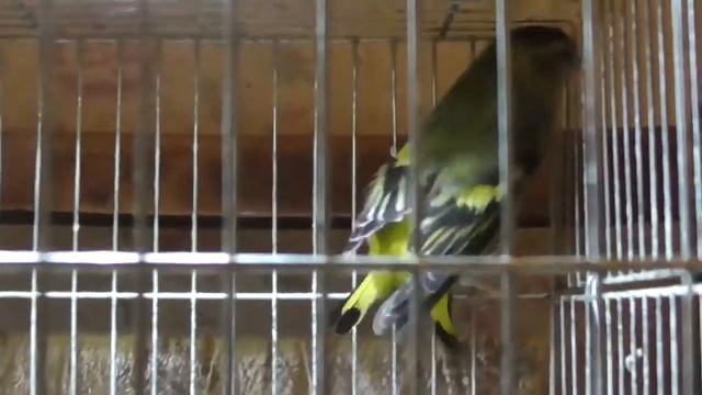 Птицы в комнате щегол и чижи 2
