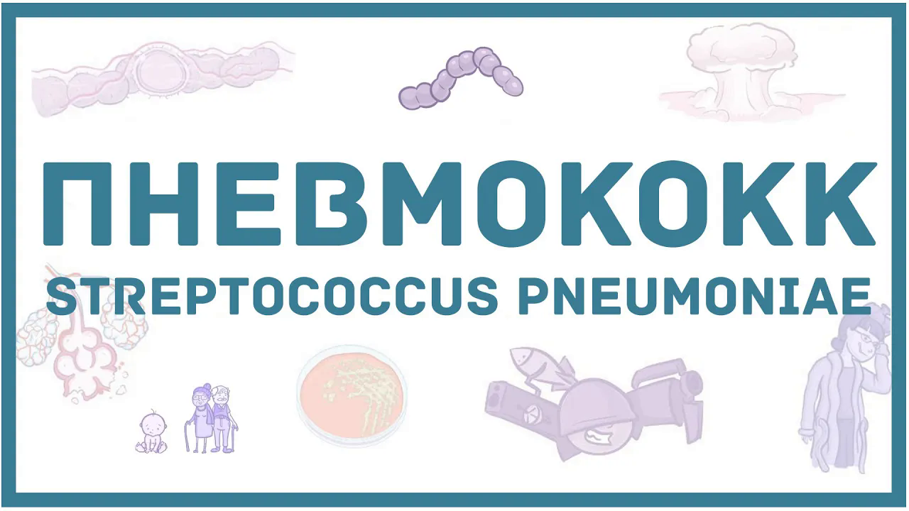 Пневмококк - микробиология токсины заболевания антибиотики диагностика