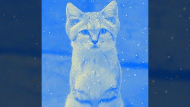 Видения (Расслабляющие кошки)