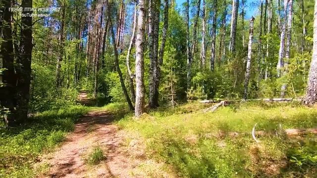 ПЕНИЕ ПТИЦ В СОЛНЕЧНОМ ЛЕСУ ИСЦЕЛЯЕТ ОТ ТРЕВОГ И ПЛОХОГО НАСТРОЕНИЯ.СПОКОЙНЫЕ НЕРВЫ-СПОКОЙНЫЙ СОН