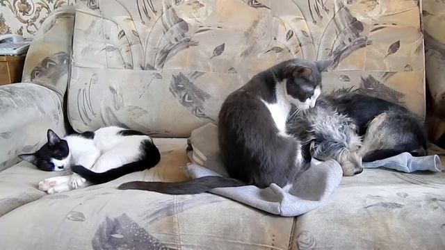Мои домашние животные