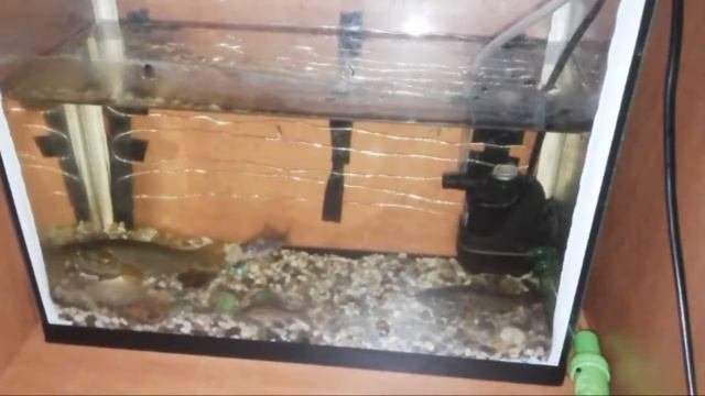 Кровавая Атака Ротана На Карася
