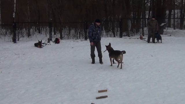 Собака жжет! Все нервно курят! Малинуа на выборке вещи.