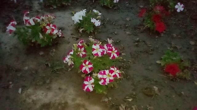 new plant of nari Nari ke fayde aur usko Kaise Lagaya jata hai