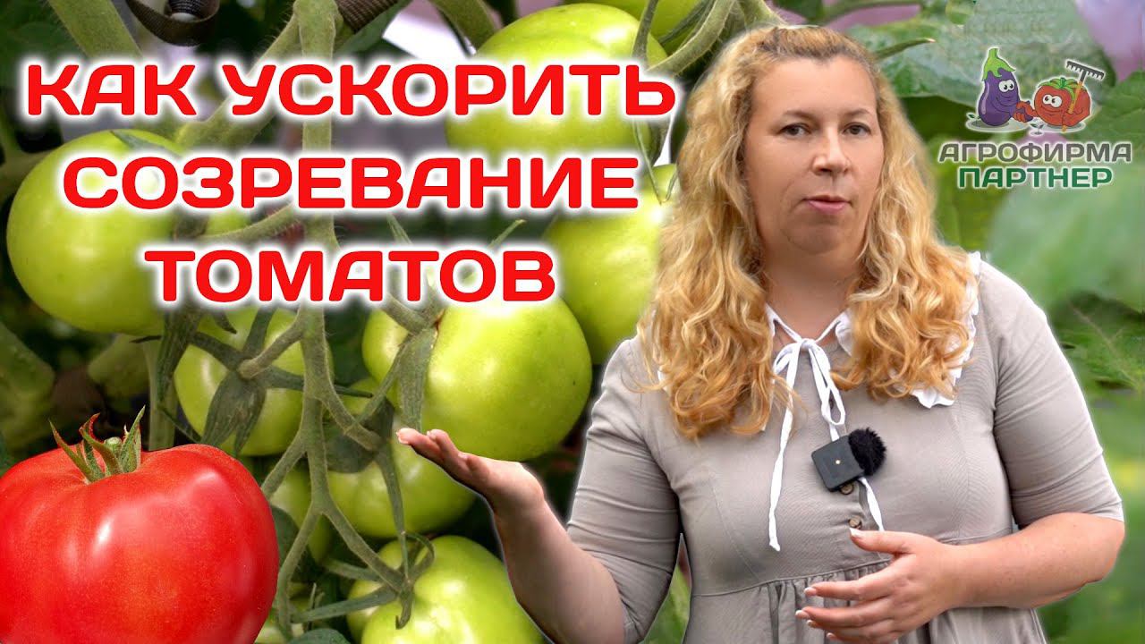 Как ускорить созревание томатов #огород #томаты