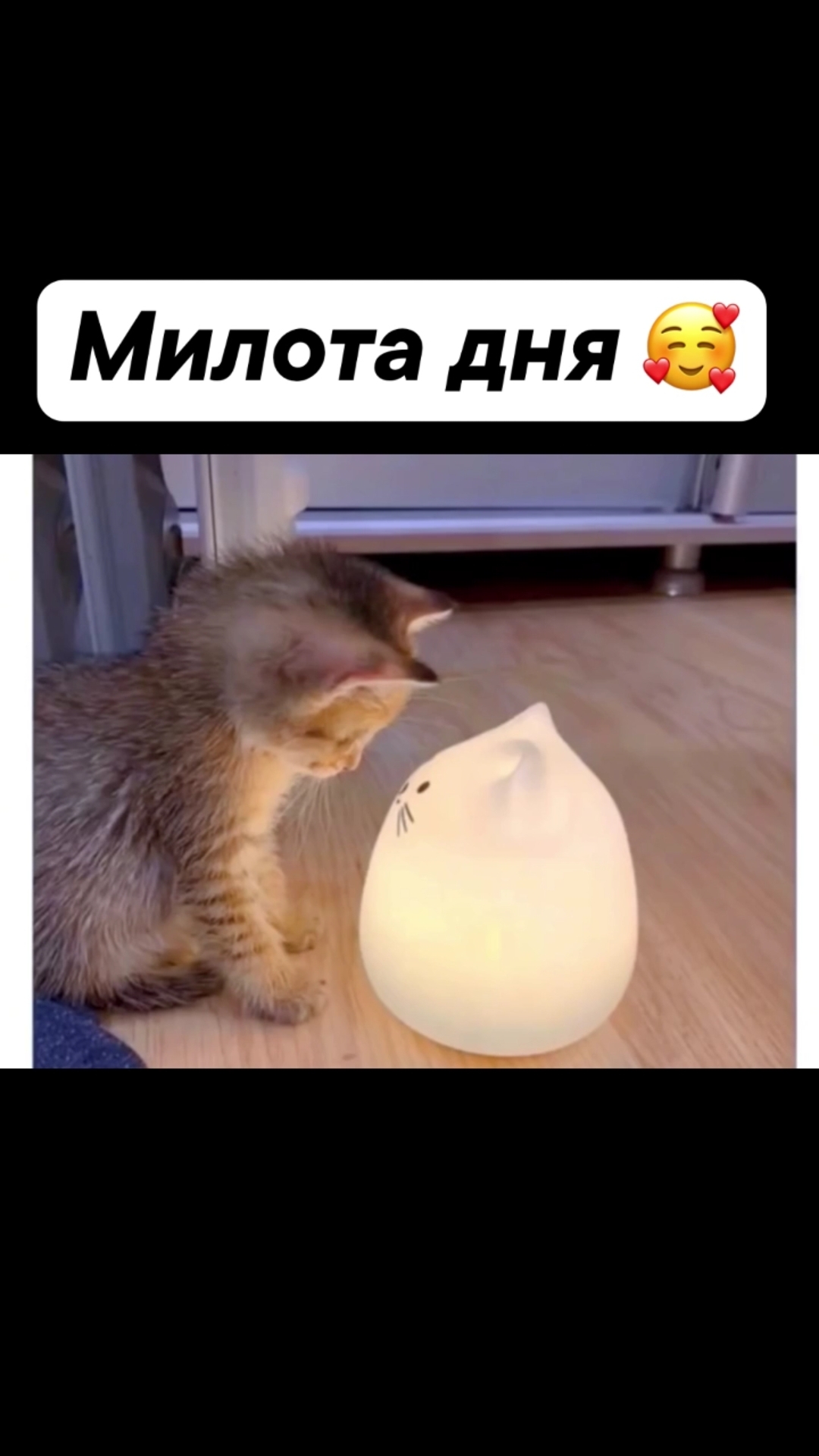 Милые котики