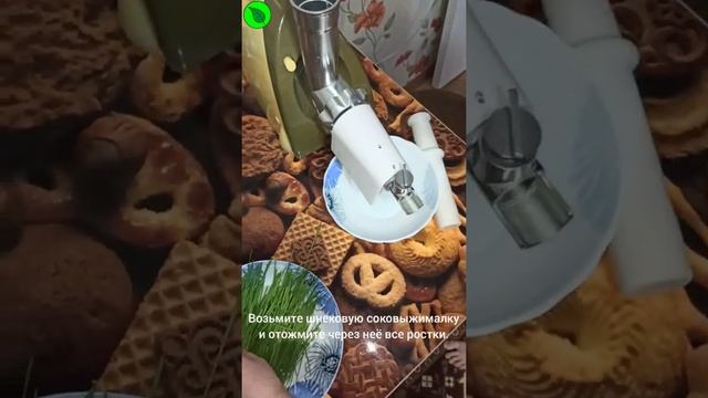 Отжимаем сок из витграсса в домашних условиях.