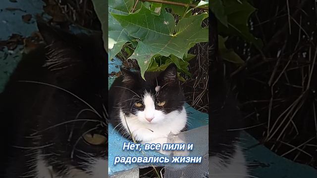 #котик А у нас кто-то в роду страдал алкоголизмом?