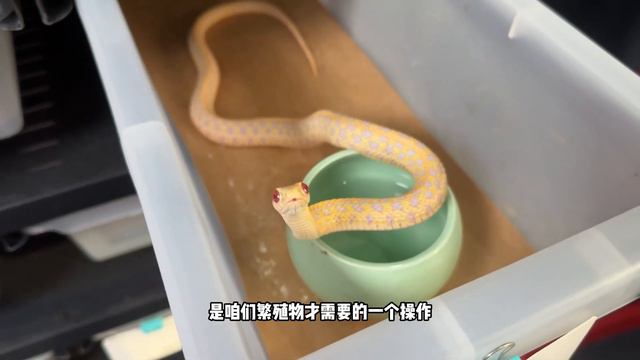 就离谱！宠物蛇不能冬眠的真正原因居然是“蠢”？