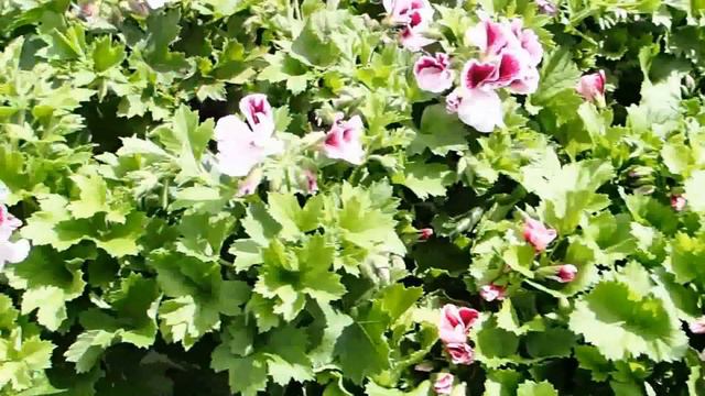 Pelargonium Grandiflorum