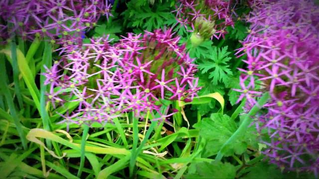 British Spring Blossoms - Allium christophii (Persian Onion) #allium #christophii #persian #onion