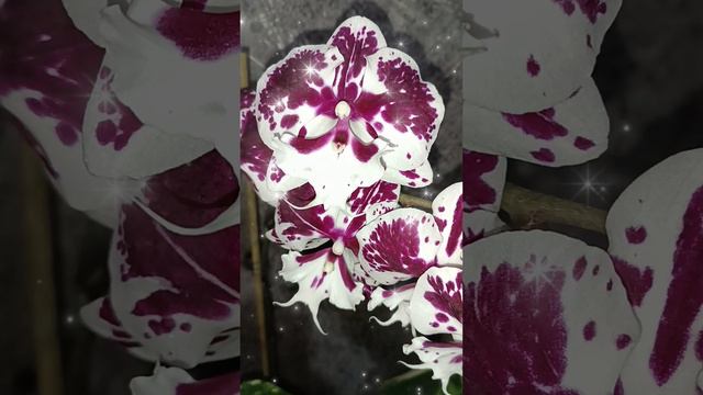 #домашнее цветение орхидей #фаленопсис биг лип #биг лип