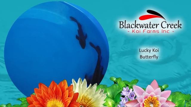 Pick Your Color Mix Koi for Sale at Blackwater Creek
