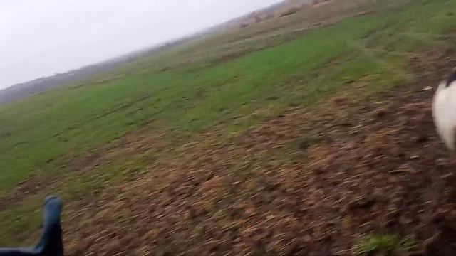 Октябрь утро начинается, авывожу коров, и сразу остаеусь дров пильнуть, сухих