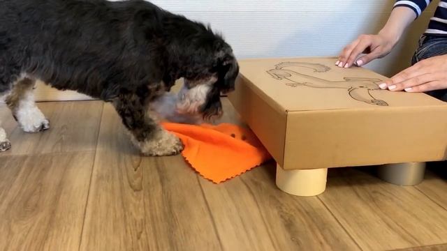 Развивающие игры для собак своими руками. Достань лакомство из под коробочки