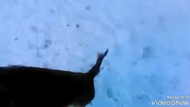 Пришли с собакой на площадку, повеселились!👍