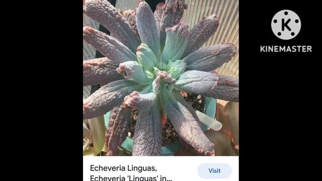 Differences between Echeveria Cullibra, Linguas and ETNA