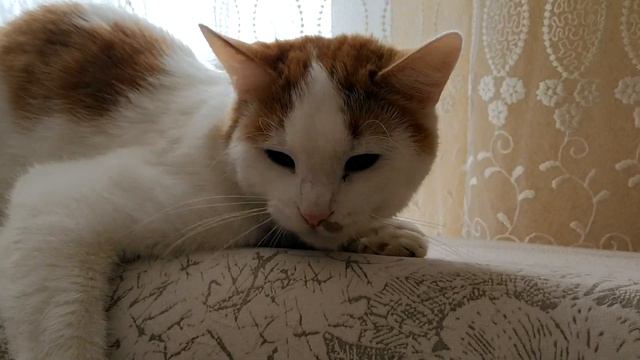 Эй, кот! Ну, дай погладить.😻😄