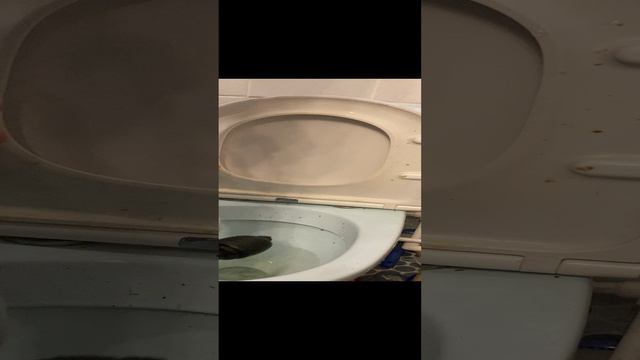 Пневмовантус, засор канализации кошачьим туалетом !