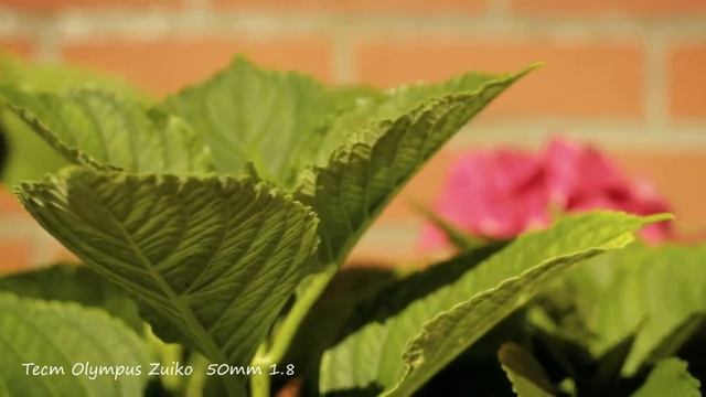 Olympus Zuiko 50mm 1.8 F & Canon eos M100 тест винтажного объектива