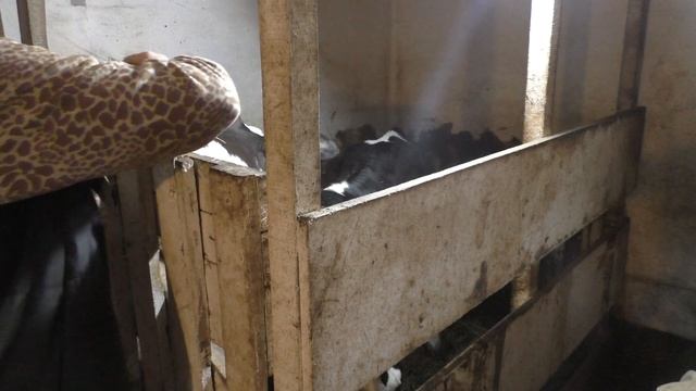 Снова диарея у теленка