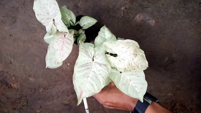 Syngonium Milk Confetti Ready Stok