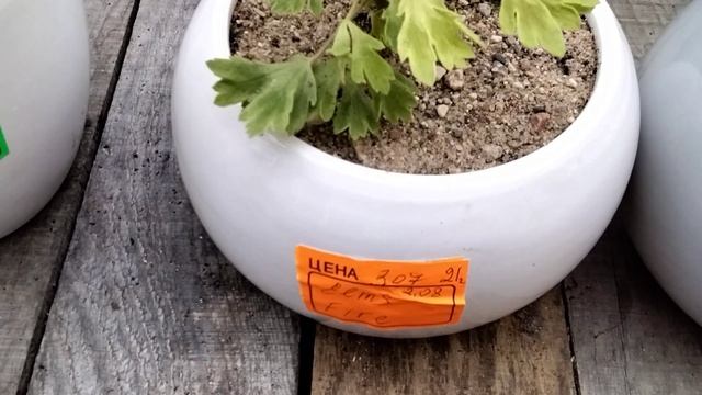 #193.Как я спасала черенки ,поражённые чёрной ножкой! Результаты!