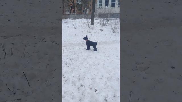 Дрессировка ризеншнауцер 4 месяца