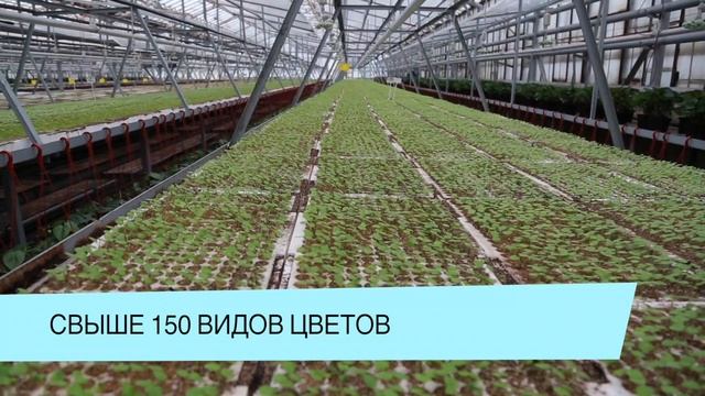 Готовим цветочную рассаду к весне.