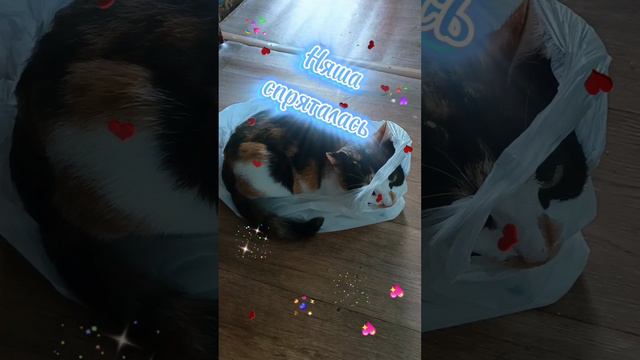 Не очень-то удачная прятка 😸😹😻!#кошки#котики#юмор#топ