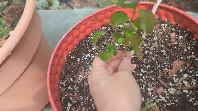 October Backyard Garden Tour! North Texas Zone 8a * NEW Additions! Possible 1st Frost In a Few Days