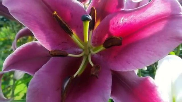 Křehká Krása Lilií (Fragile Beauty Of The Lilies)