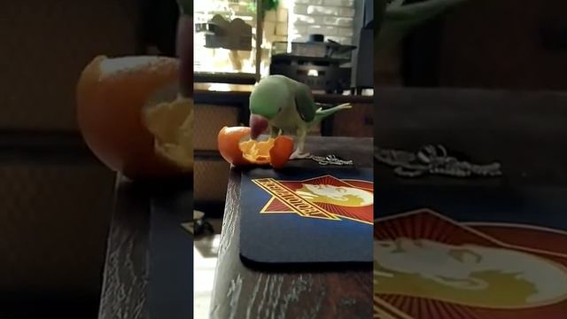 Пять минут из жизни попугая Черчиля.