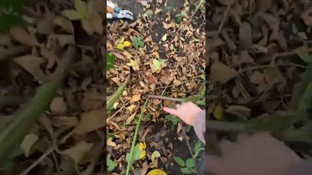 Немного об уходе за ежевикой в зиму