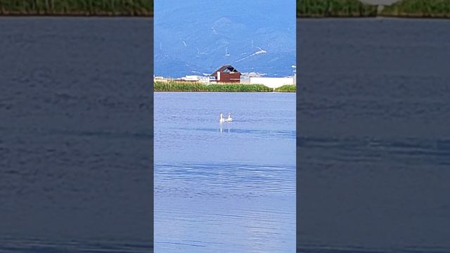 Лебеди в Алексино #Природа #Птицы #Новороссийск #пляж #лето2024