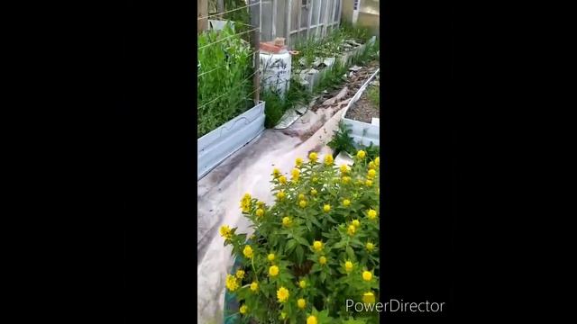 Грядки по новому. Мой эксперимент. Новый огород. Высокие грядки.
