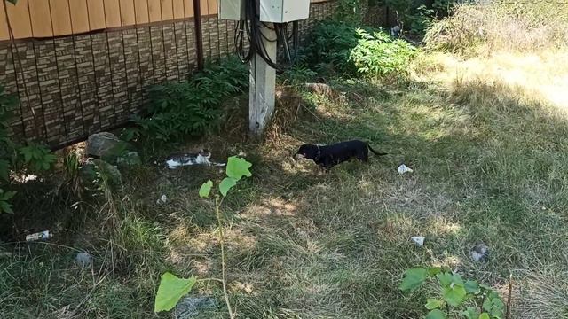 Такса Кот. Встреча на прогулке с кисой. Смелой кисой. Противостояние.