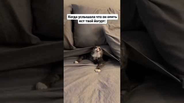 котик.mp4