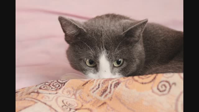 Немного о кошках.