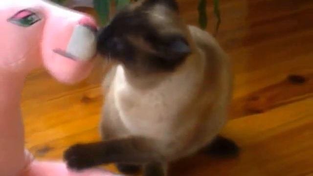 кот ищет кошку