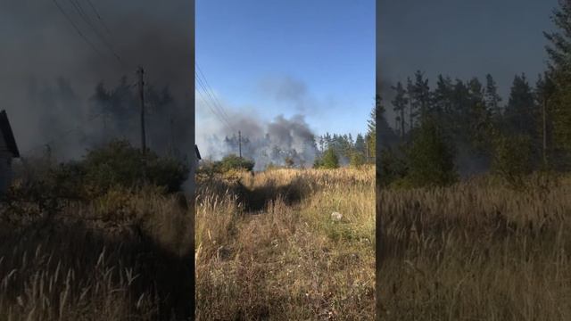 В микрорайоне Ямное Рамонского района снова пожар в лесу. Явно подожгли.