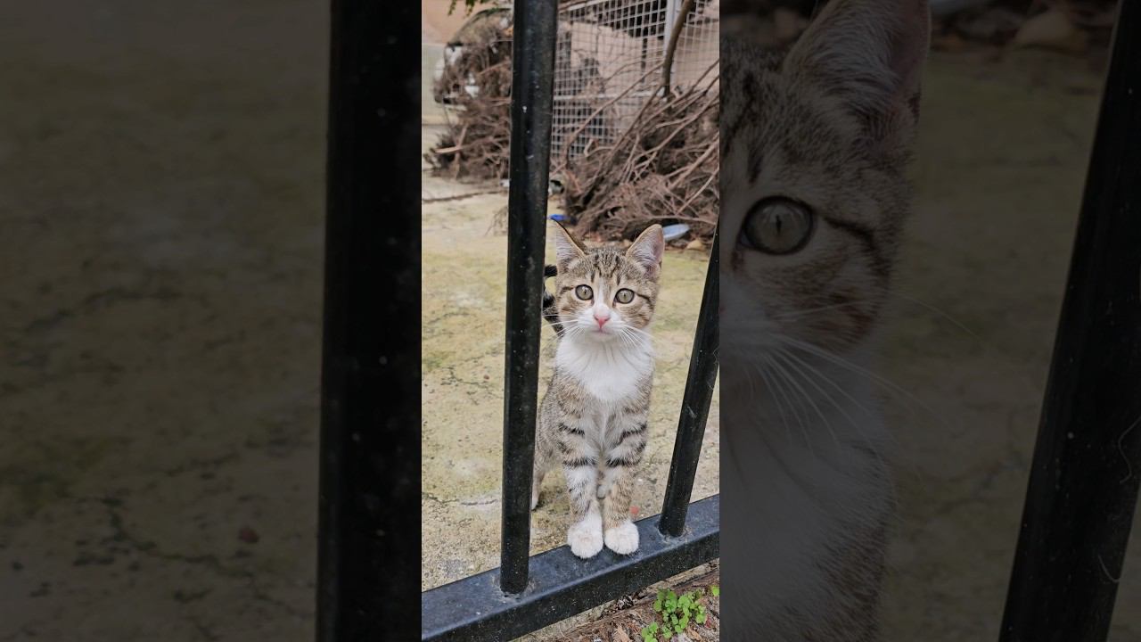 Кошка учит котят | Жизнь во дворе | Свобода! | Cat teaches kittens | Life in the yard | Freedom! |