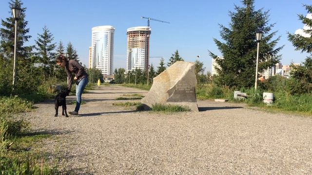 Лабрадор Черника 9 месяцев