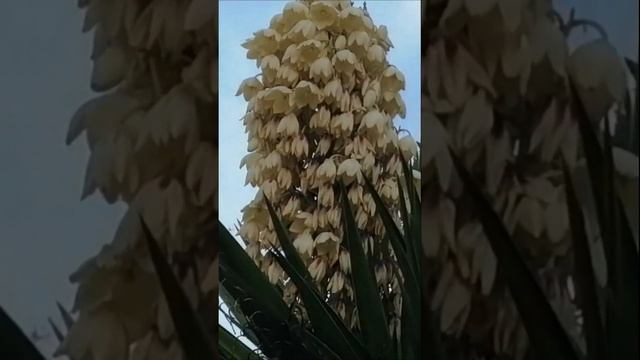 Юкка нитчаста