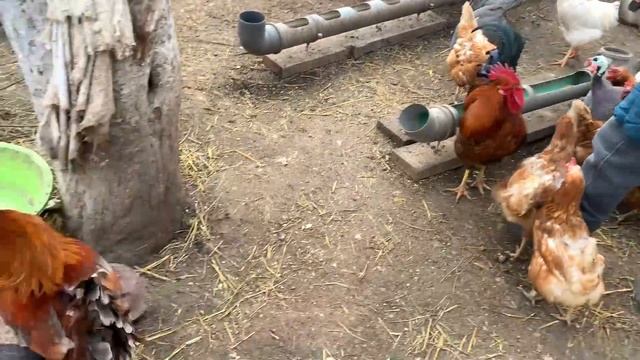 #162 Съездили в Кропоткин, узнать что почём на птичьем рынке. Новые жильцы / Жизнь на юге