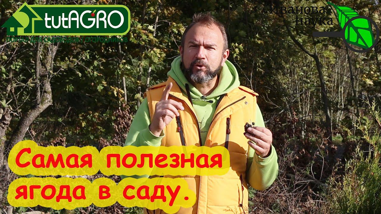 КТО ЕСТ ЭТУ ПОЗДНЮЮ ЯГОДУ - ТОТ БОЛЬШОЙ МОЛОДЕЦ! Кладовая пользы и здоровья в нашем саду.