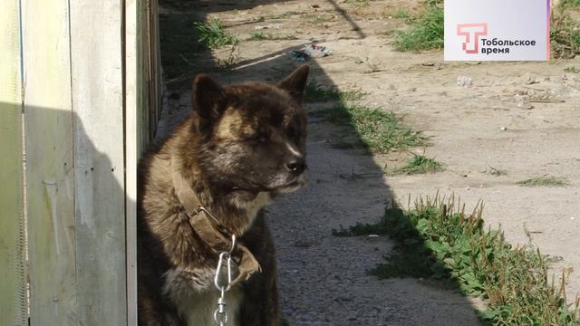 Жду своего человека Тобольск