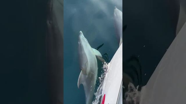 Дельфины сопрвождают Лёлика (Парусно-моторная яхта)