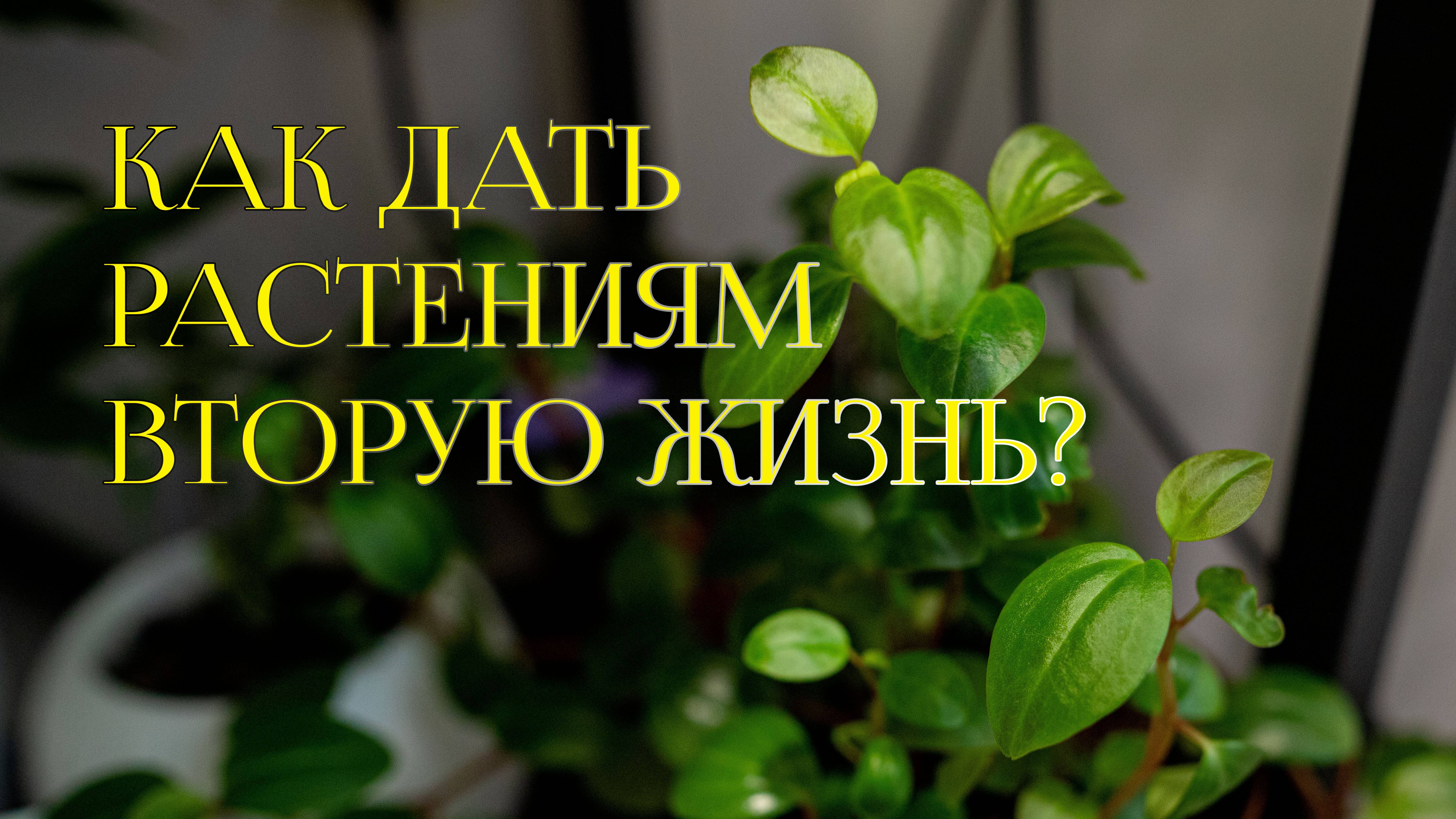 Как дать растению вторую жизнь?