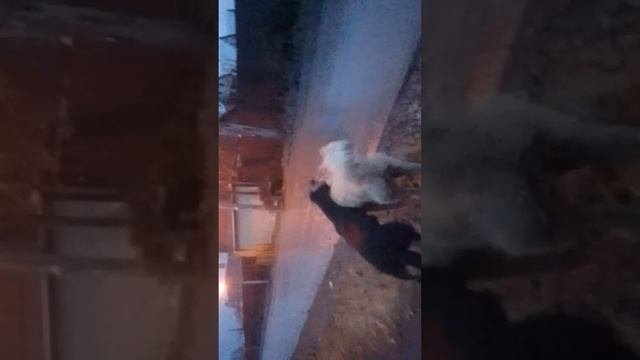 Идëм  с прогулки